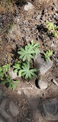 Lupinus latifolius