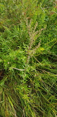 Artemisia integrifolia