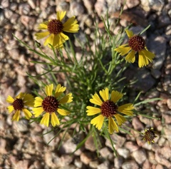 Helenium amarum badium