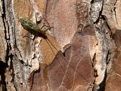 Oecanthus pini