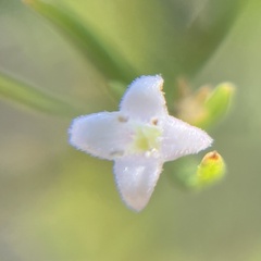 Stenaria nigricans