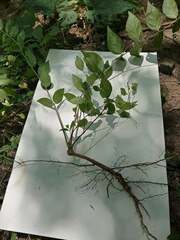 Lonicera maackii