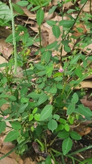 Oxalis cratensis