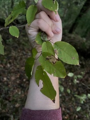 Amelanchier arborea