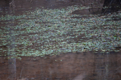 Hydrocotyle ranunculoides