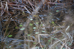 Hydrocotyle ranunculoides