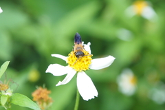 Megachile umbripennis