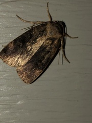 Pseudohermonassa bicarnea