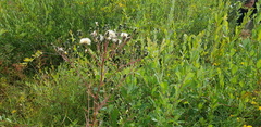 Crepis sibirica