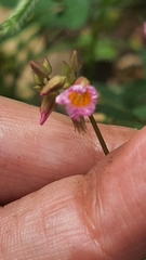 Oxalis cratensis