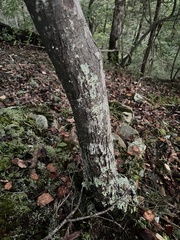 Amelanchier arborea