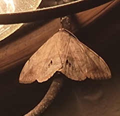 Anticarsia gemmatalis