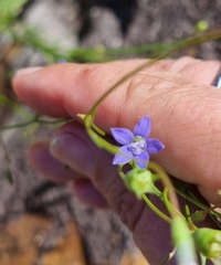 Wahlenbergia gracilis