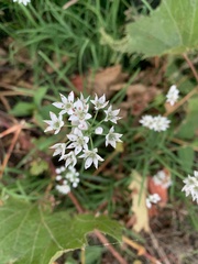Allium tuberosum