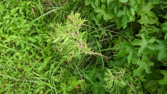 Dichanthelium acuminatum