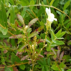 Linaria vulgaris