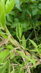 Dichanthelium acuminatum