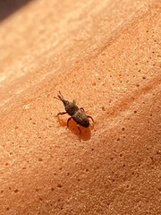Sitophilus