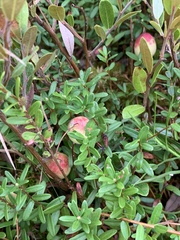 Vaccinium