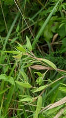 Dichanthelium acuminatum