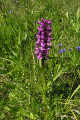 Dactylorhiza urvilleana