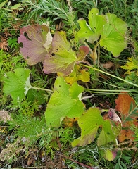 Ligularia sibirica