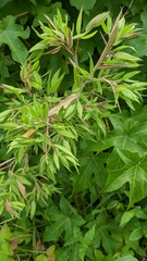 Dichanthelium acuminatum