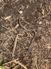 Tantilla melanocephala