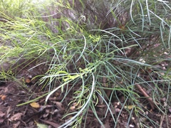 Russelia equisetiformis