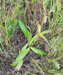 Gentiana macrophylla