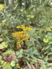 Solidago odora