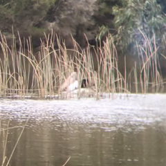Pelecanus conspicillatus