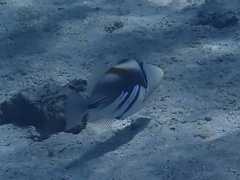 Rhinecanthus aculeatus