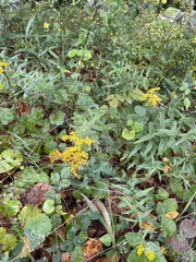 Solidago odora