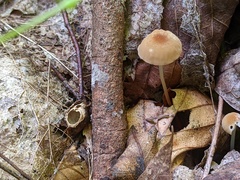 Marasmius cohaerens