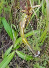 Gentiana macrophylla