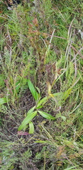 Gentiana macrophylla