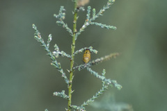 Diabrotica balteata