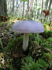Entoloma indigoferum