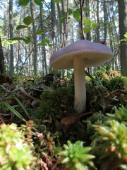 Entoloma indigoferum