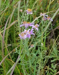 Galatella dahurica