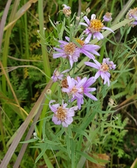 Galatella dahurica