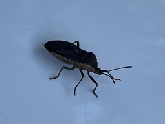 Anasa tristis
