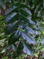 Ganophyllum falcatum