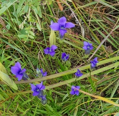 Gentianopsis barbata