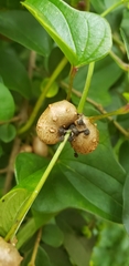 Dioscorea polystachya