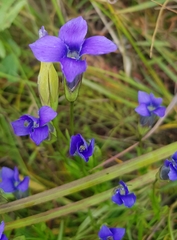 Gentianopsis barbata