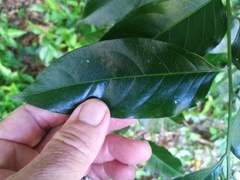 Ganophyllum falcatum