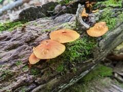 Pholiota subsulphurea