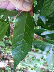 Ganophyllum falcatum